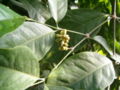 Thumbnail for version as of 14:12, 6 May 2007
