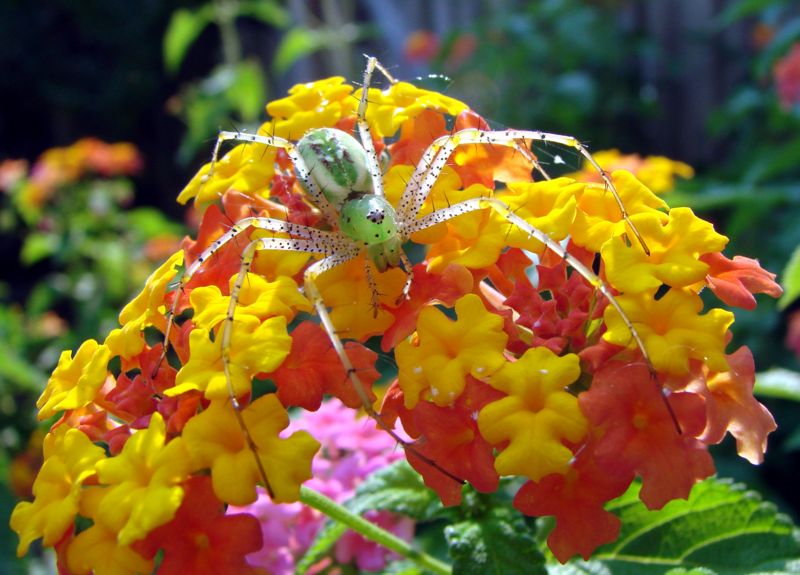 File:Green lynx spider on lantana-2774.jpg