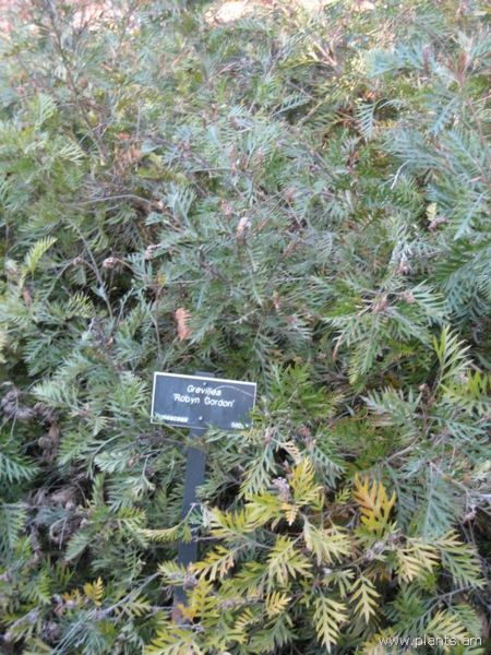 File:Grevillea-robyn gordon-IMG 0678 hunt07.jpg