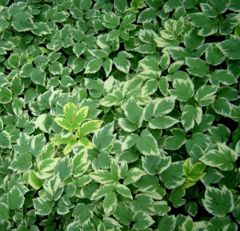 Aegopodium podagraria