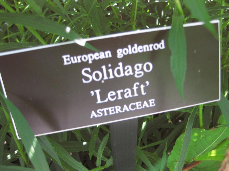 File:IMG 0012 nybg09.jpg