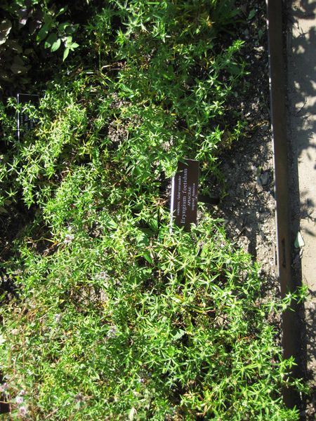 File:IMG 0260 nybg09.jpg