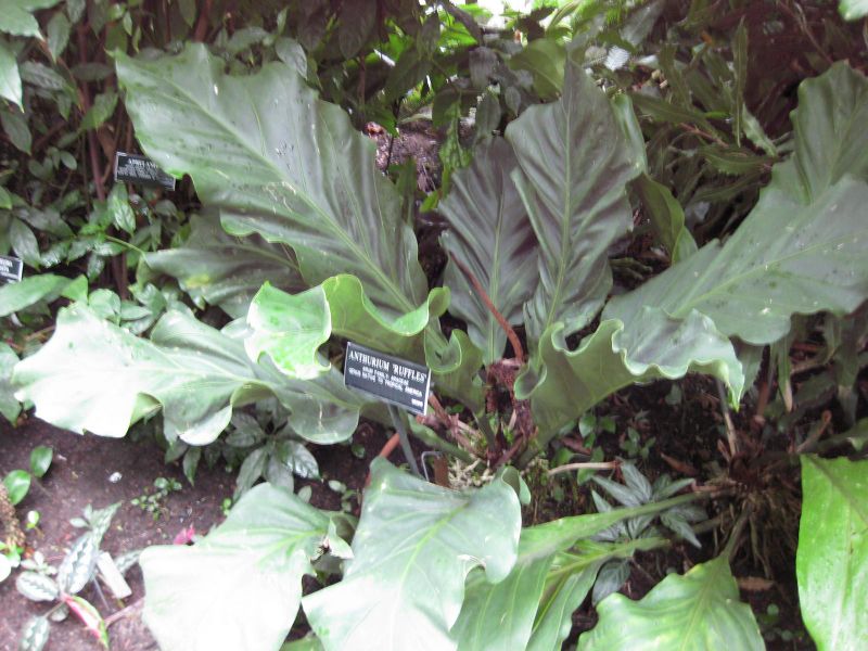 File:IMG 1161 bbg09.jpg