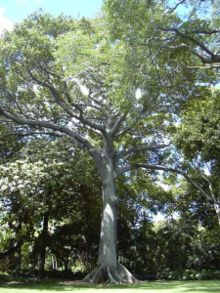 Kapok planted in Honolulu, Hawaii