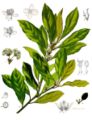 19th century illustration