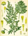 19th century illustration