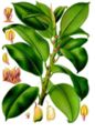 Illustration from Koehler's Medicinal-Plants 1887