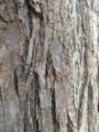 Close-up of bark on Chinaberry trunk