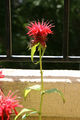 Thumbnail for version as of 18:34, 24 June 2009