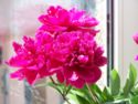 Peony