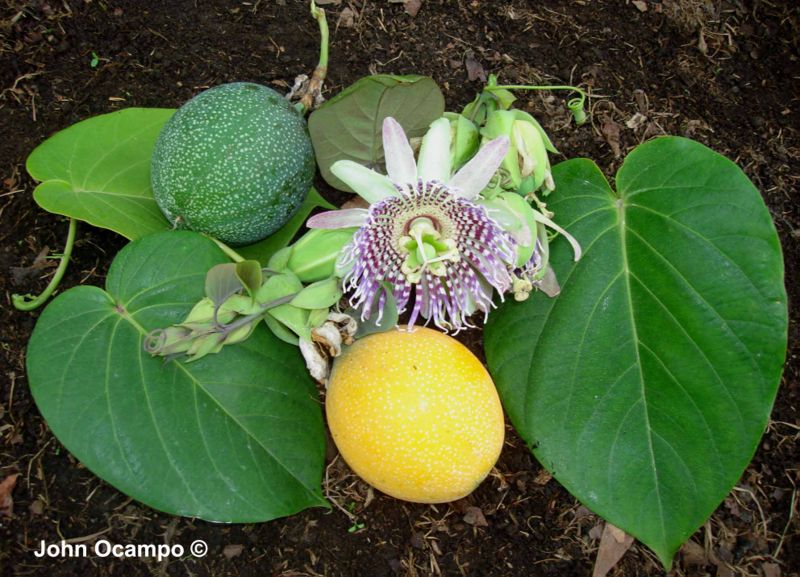 File:Passiflora ligularis Juss.jpg