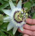 Passiflora caerulea with hand for comparison