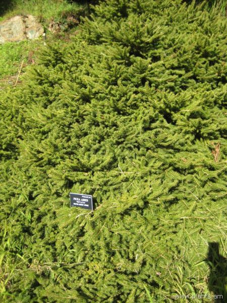File:Picea abies-reflexa-weeping norway spruce-IMG 7718 sfbg0308.jpg