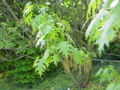 Thumbnail for version as of 06:02, 27 April 2007