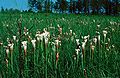 Field of S. leucophylla