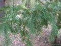 torreya californica