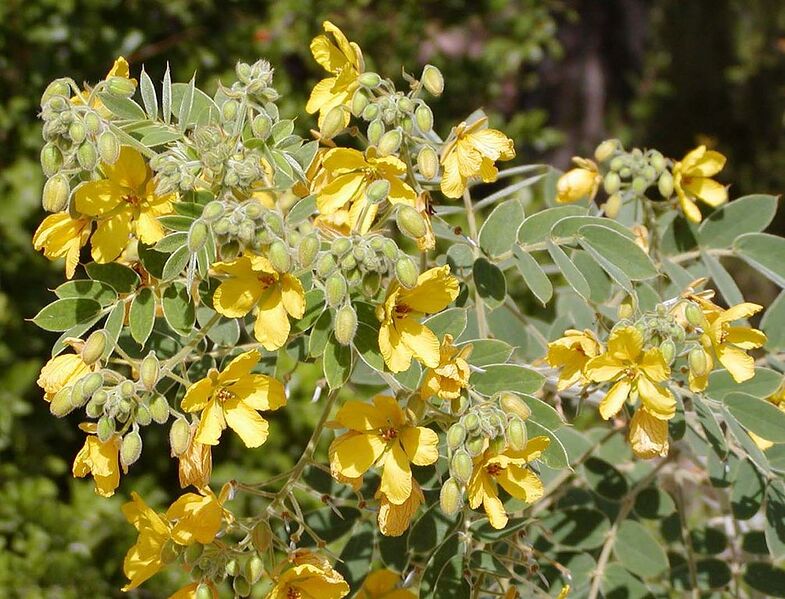 File:1006px-Senna lindheimeriana branch.jpg