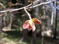New leaves in springtime