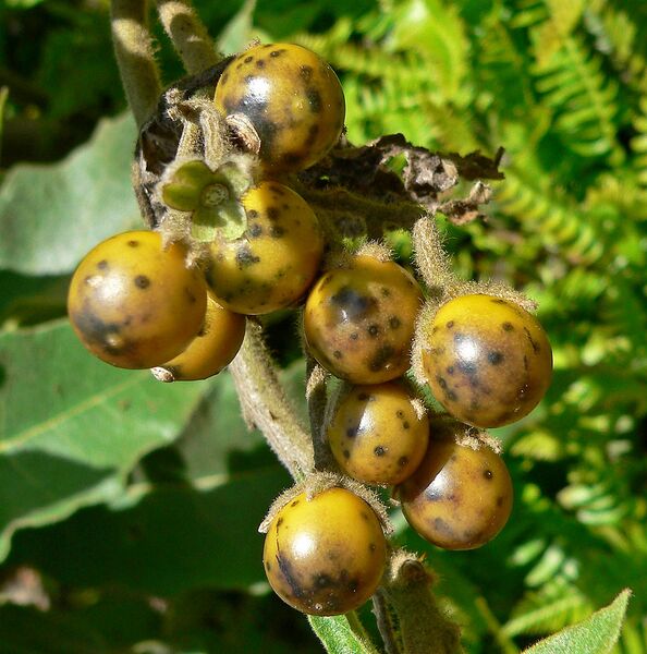 File:1014px-Solanum hispidum 4.jpg