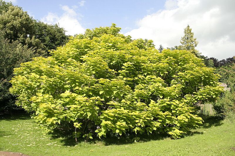 File:1024px-Catalpa bignonioides Aurea JPG1a.jpg