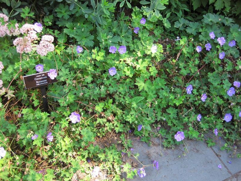 File:1024px-IMG 0196 nybg09.jpg