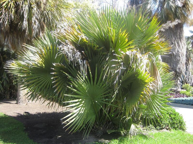 File:1280px-IMG 2122 hunt0903.jpg