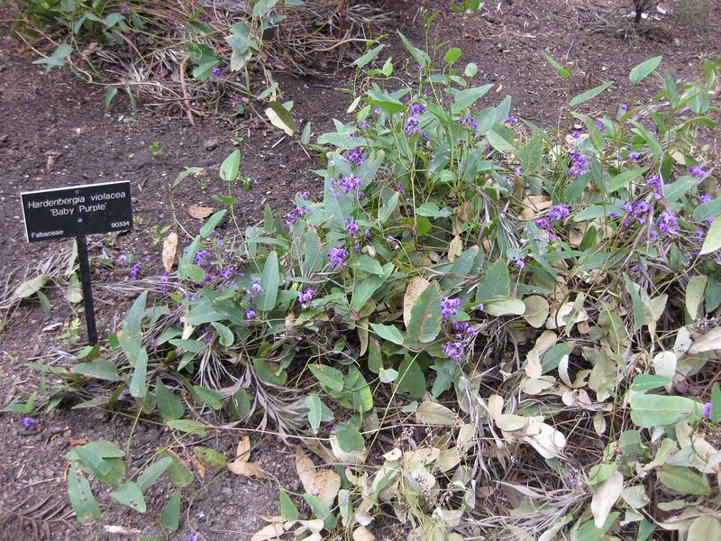 File:1280px-IMG 4623 hunt0904.jpg