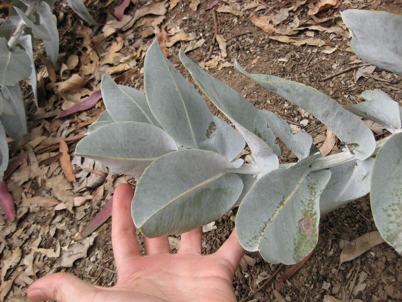 File:1280px-IMG 4873 hunt0904.jpg