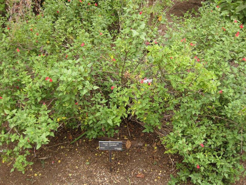 File:1280px-IMG 7036 hunt09jun.jpg