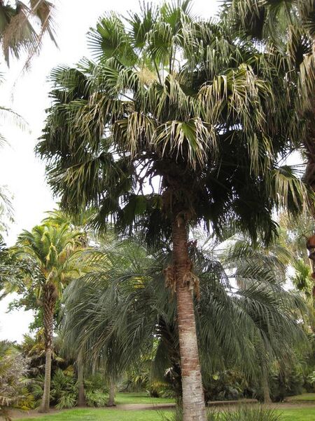 File:576px-IMG 3895 hunt0904.jpg