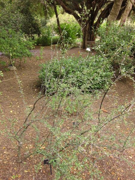 File:576px-IMG 7051 hunt09jun.jpg