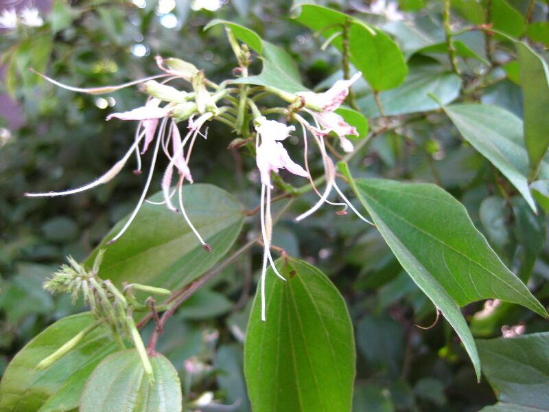 File:5wuoqofxa9fbd2zk9xdxor3iv2b46h2.jpg