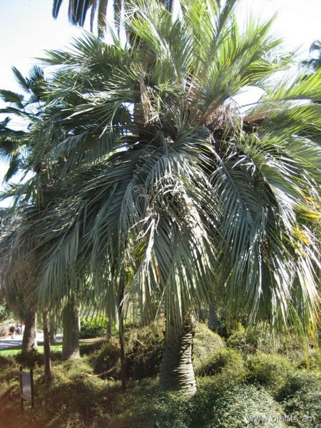 File:Butia capitata-IMG 0273 hunt07.jpg