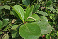 in Hyderabad, India.