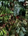 Coffee beans