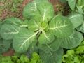 Collard cult. 'Flash'