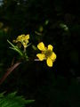 Thumbnail for version as of 05:36, 23 August 2007