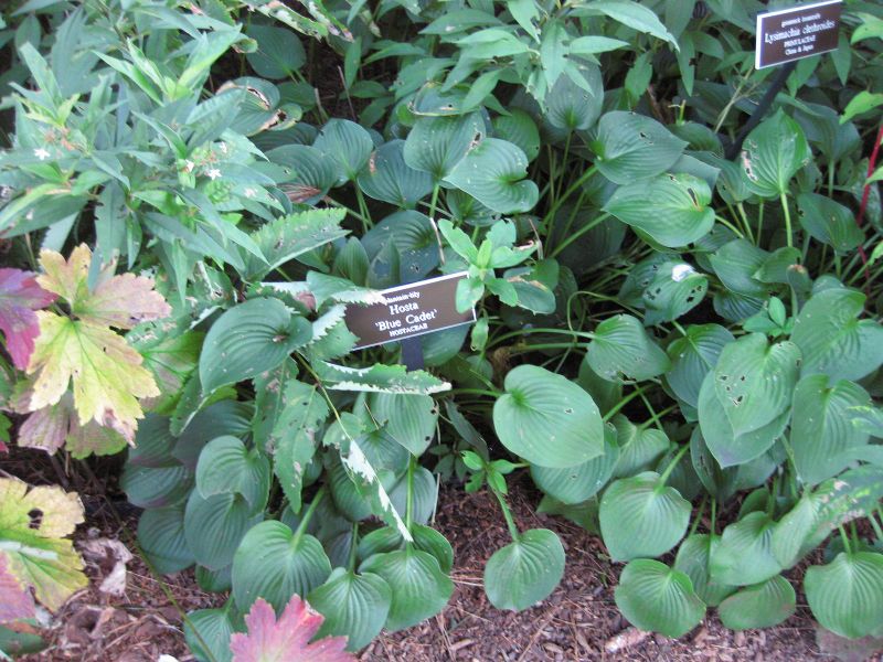 File:IMG 0212 nybg09.jpg