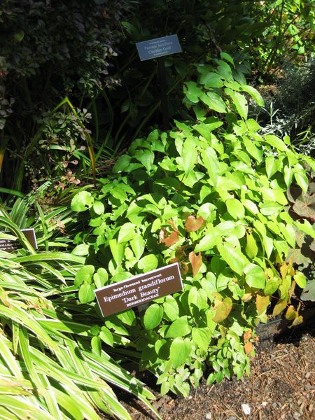 File:IMG 0218 nybg09.jpg