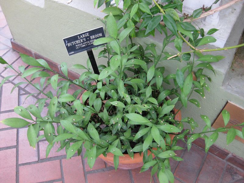 File:IMG 1047 bbg09.jpg