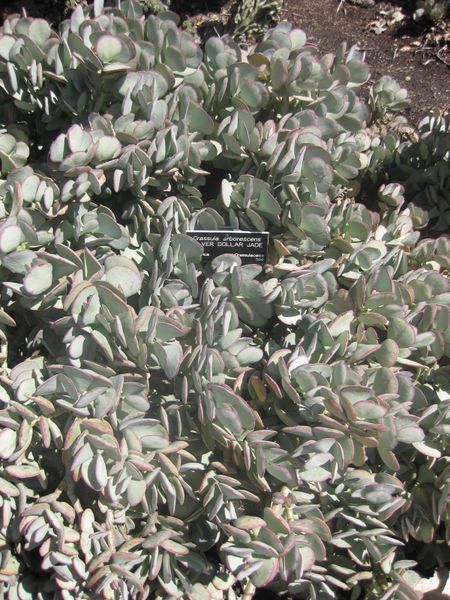 File:IMG 2294 hunt0903.jpg