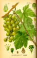 Thumbnail for version as of 04:30, 13 August 2007