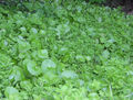 Thumbnail for version as of 15:19, 13 September 2007