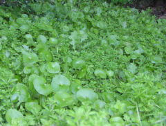 Claytonia perfoliata in Gaviota State Park, California