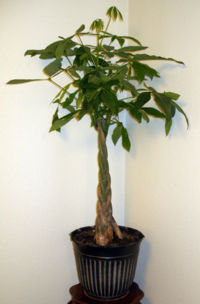 Typical woven trunked specimen sold as house plant