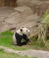 Bamboo is the main food of the Giant Panda; it makes up 99% of the Panda's diet.