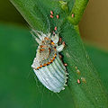 A female cottony cushion scale, (Icerya purchasi Maskell) scale with young crawlers