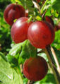red gooseberries