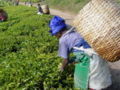 Thumbnail for version as of 14:26, 18 May 2007