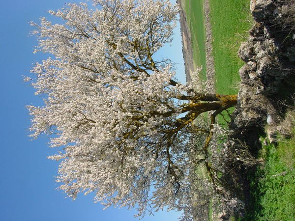File:Urueña almendro1 lou.jpg